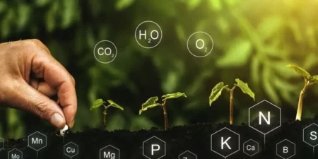 Fotografía que muestra el proceso de crecimiento de una planta con nutrientes