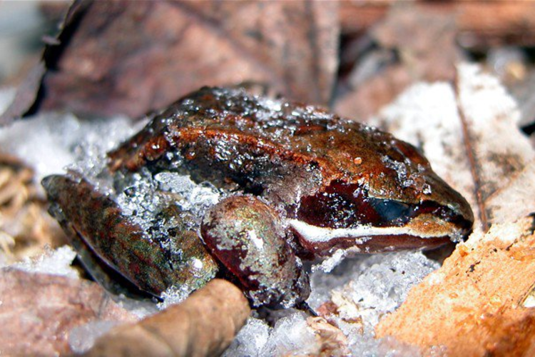Una rana de madera congelada durante la estación fría