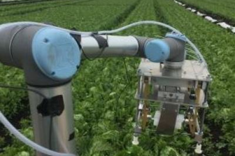 Una cosechadora robótica, denominada 'Vegebot', ha sido entrenada para identificar y cosechar lechuga iceberg, un cultivo que hasta ahora se ha resistido a la automatización.