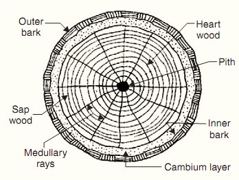 macro estructura de árbol