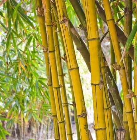 borlas de bambú